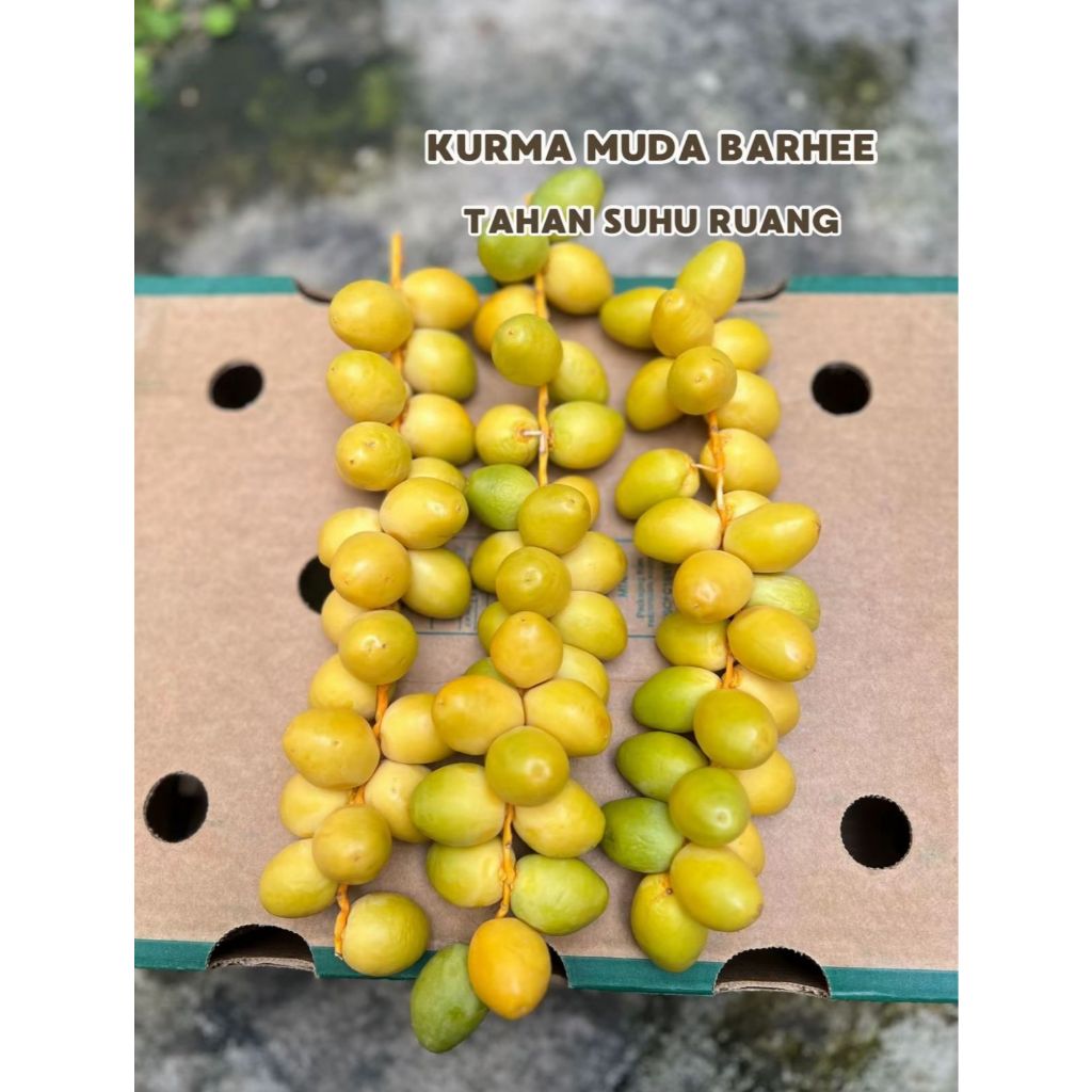 

Kurma Muda Kuning Segar / KurmaMuda Kuning Fresh / Kurma Muda