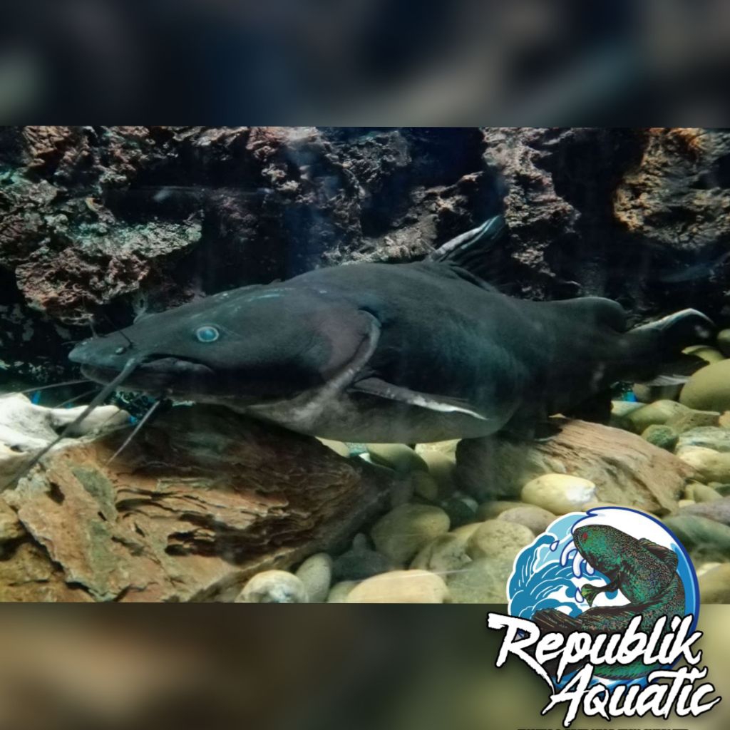 Hemibagrus Wyckii