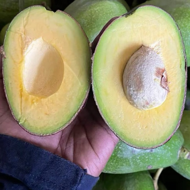 ALPUKAT ASLI MENTEGA MALANG FULL GARANSI DAN TERJAMIN MATANG SEMPURNA