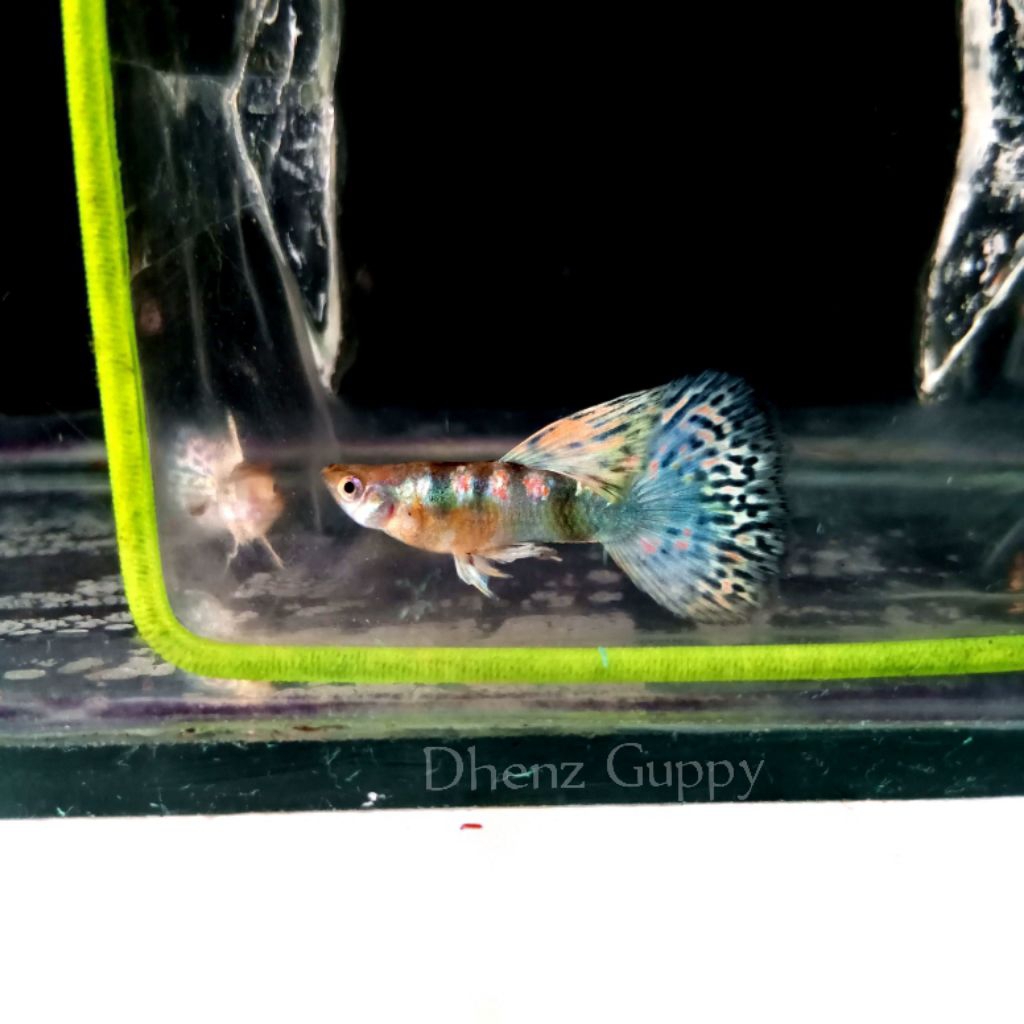 hiasan aquarium guppy YTKC dekorasi aquarium
