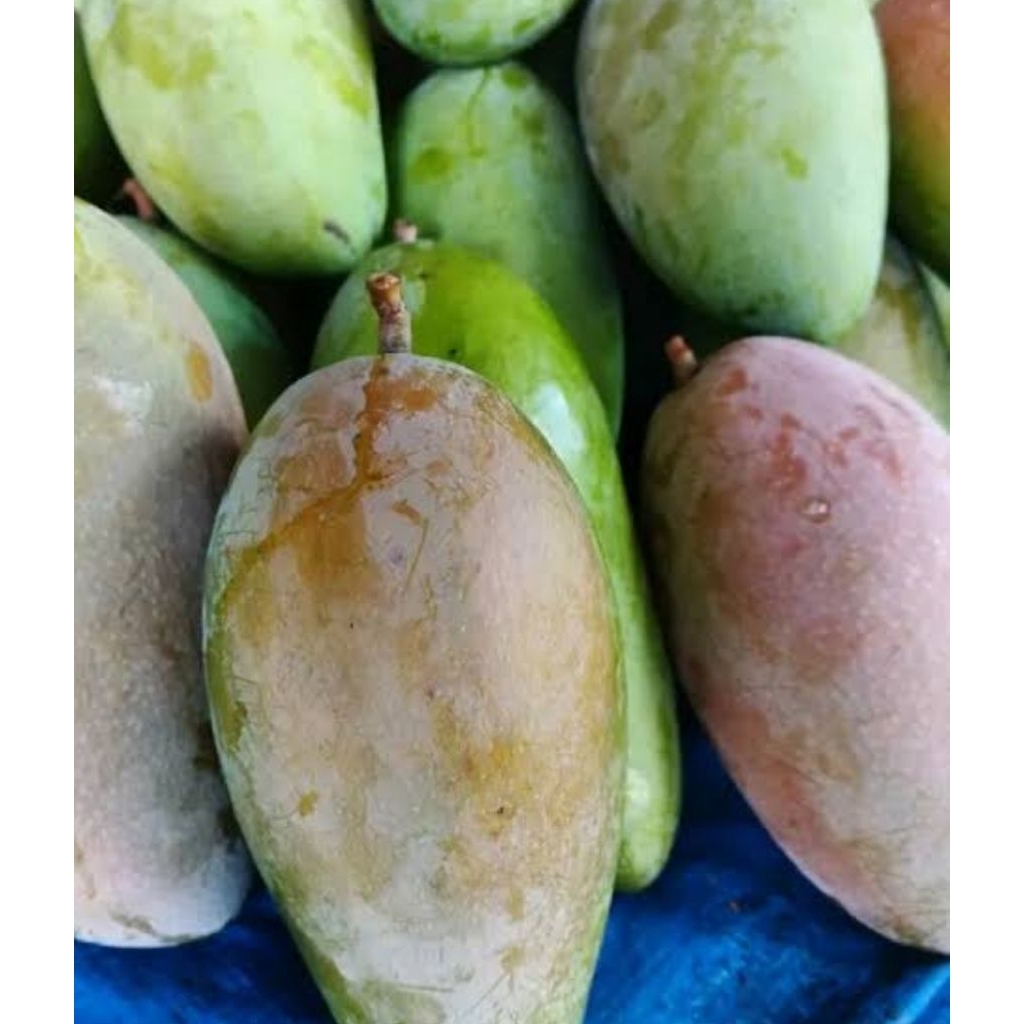 mangga kiyojay