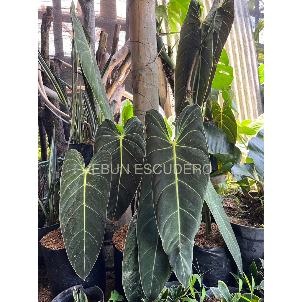 Philodendron Melanochrysum Daun Besar - Tanaman Hias Philodendron Melano Daun Besar - Melanochrysum 