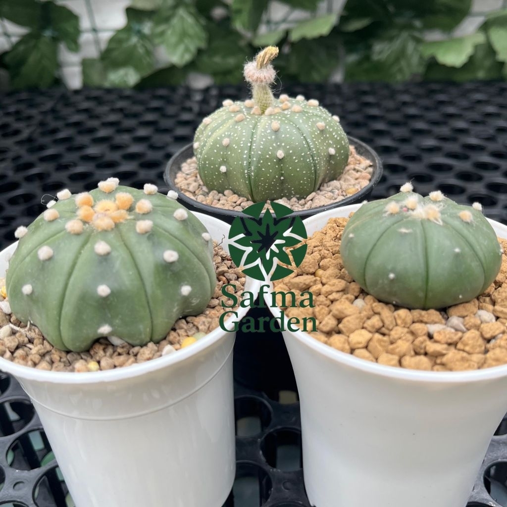 Tanaman hias kaktus inermis Astrophytum Oibo Nudum x Astrophytum Asterias kabuto starship on pot 8cm