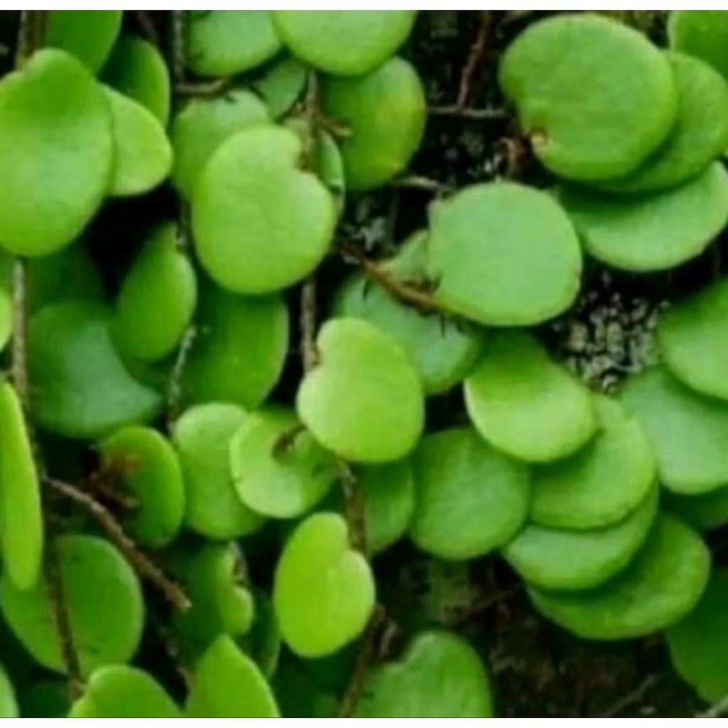 

tabaman sisik naga atau picisan 1kg