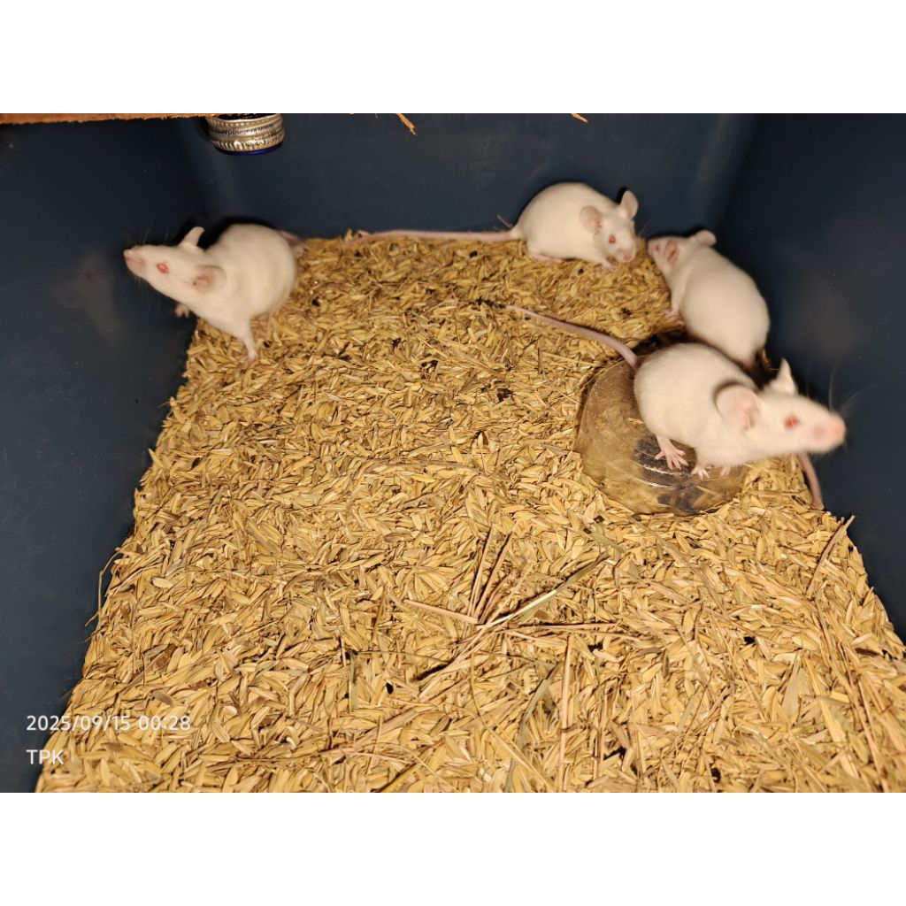 Peket Indukan Tikus Putih Mencit Berat 20-25gram