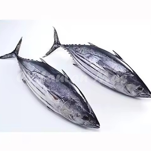 Ikan Cakalang 1Kg Ikan Cakalang Segar Ikan Tongkol Cakalang