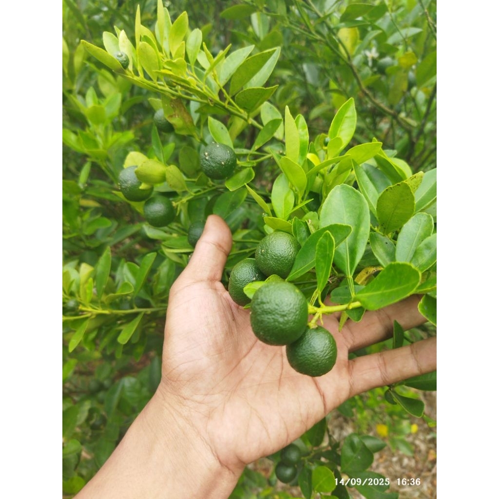 

Jeruk Kasturi / Sonkit / Kalamansi / Lemon Cui / Jeruk Kunci