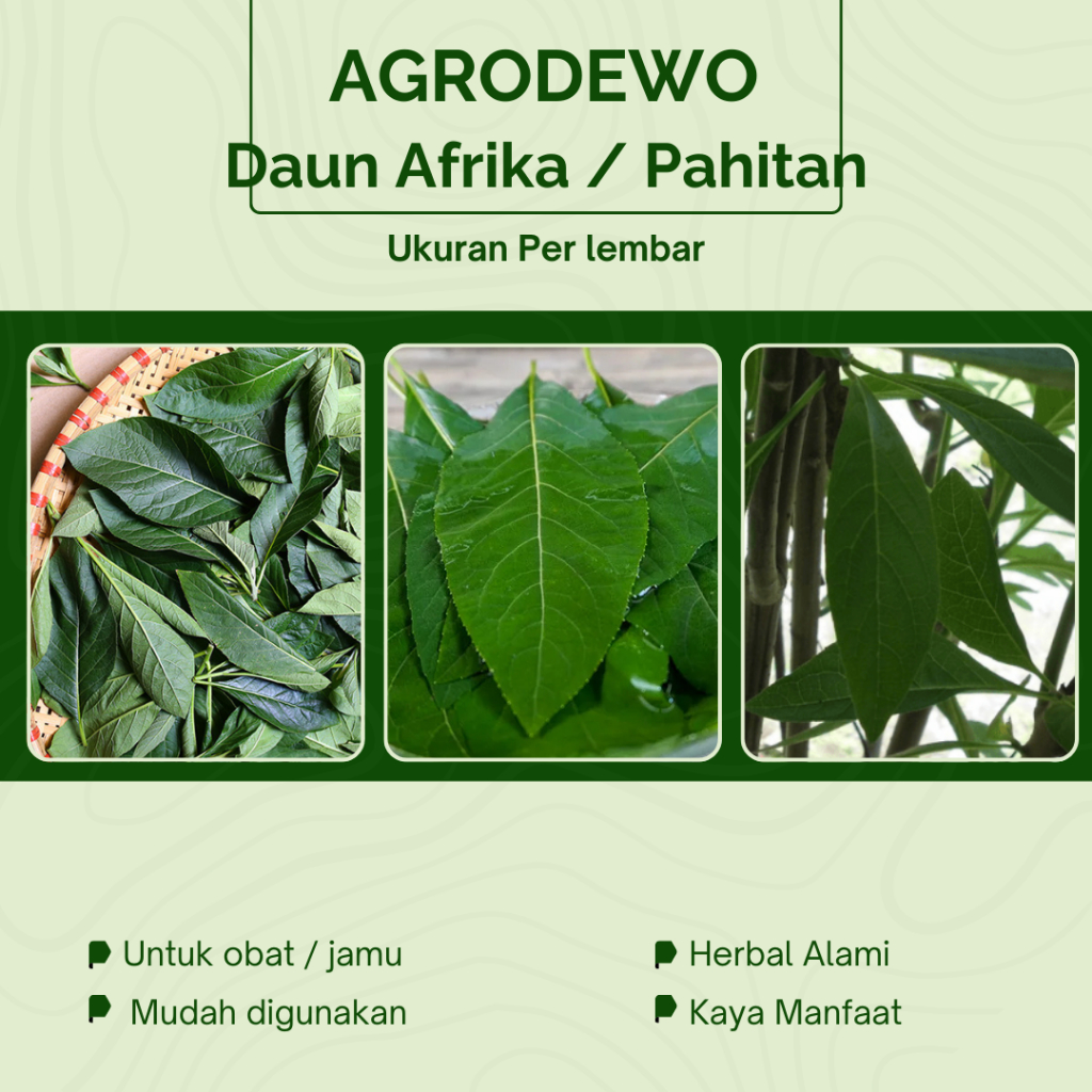 

Daun Herbal Sambung Nyawa / Daun Afrika Original untuk Jamu herbal dan pengobatan alami