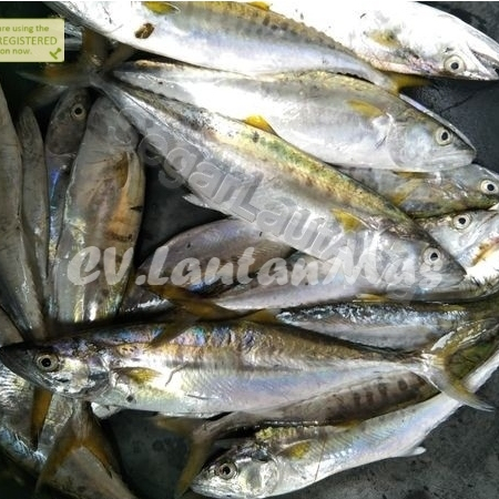 Ikan Tenggiri Segar Ikan Tenggiri Baby Ikan Tenggiri Kecil Ikan Tengiri