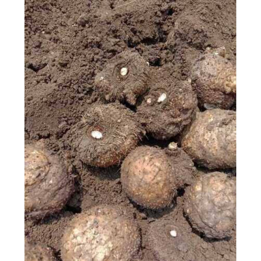 UMBI SUWEG ASLI 1 KILO