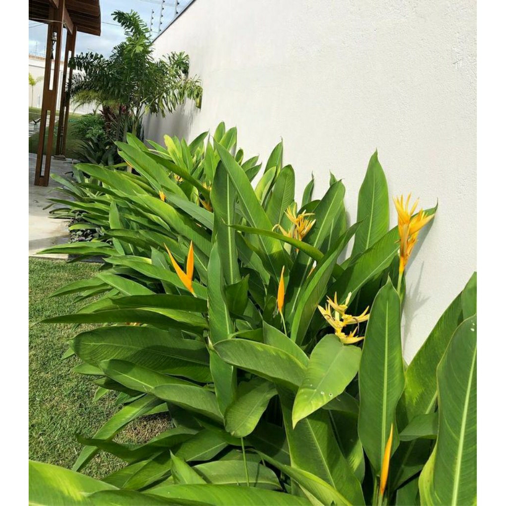 tanaman hias pisang heliconia golden