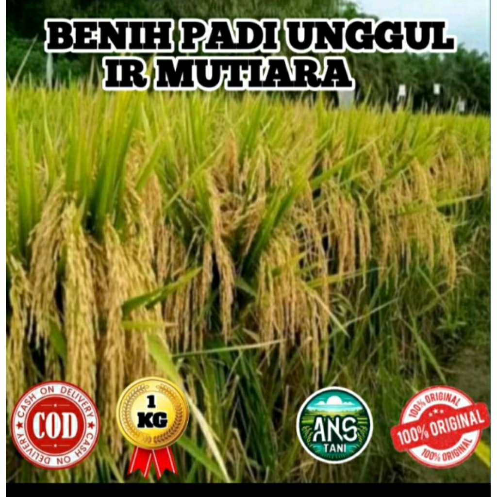 benih padi unggul IR MUTIARA