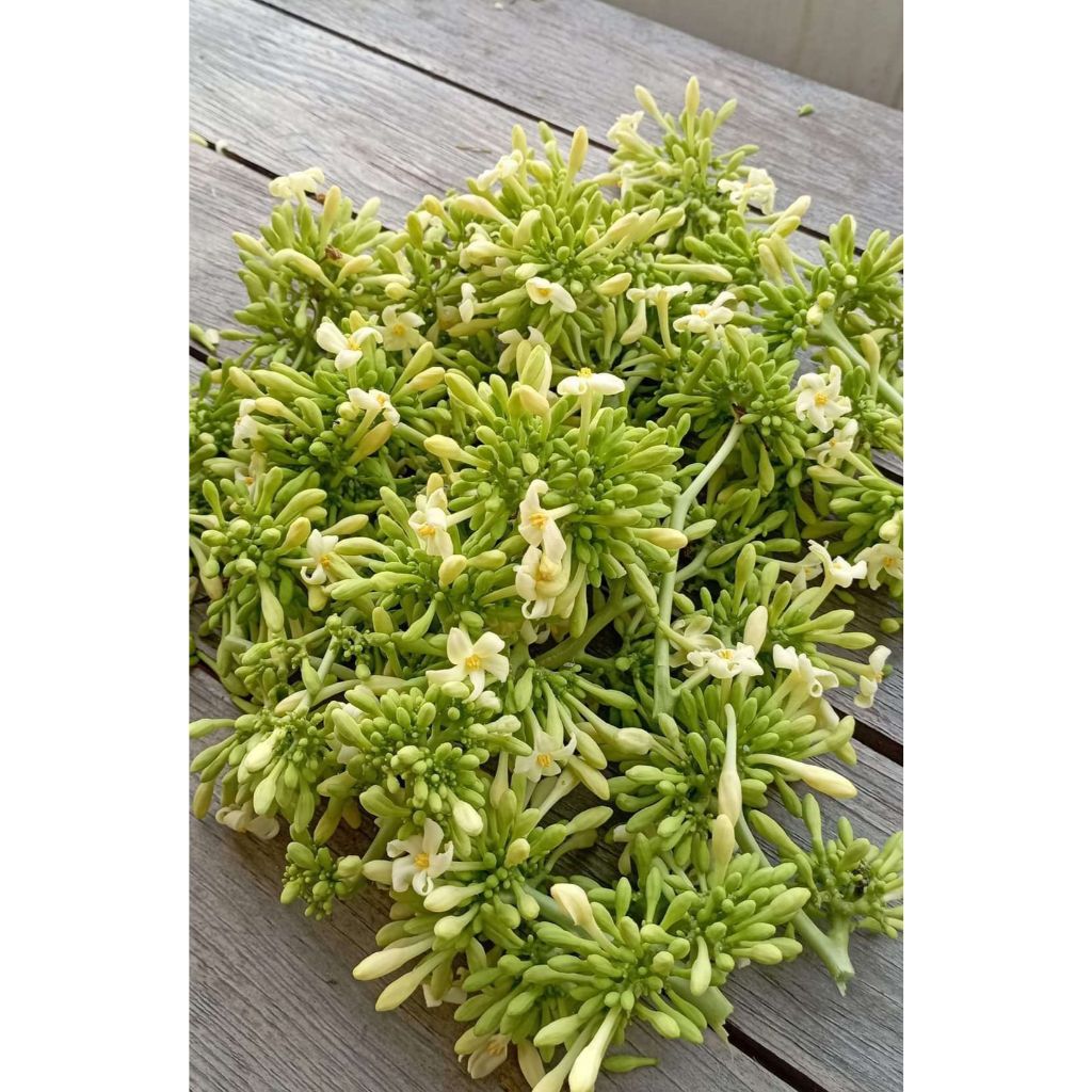 

Bunga Pepaya Jantan Segar / Kembang Kates / Kembang Gedang Segar