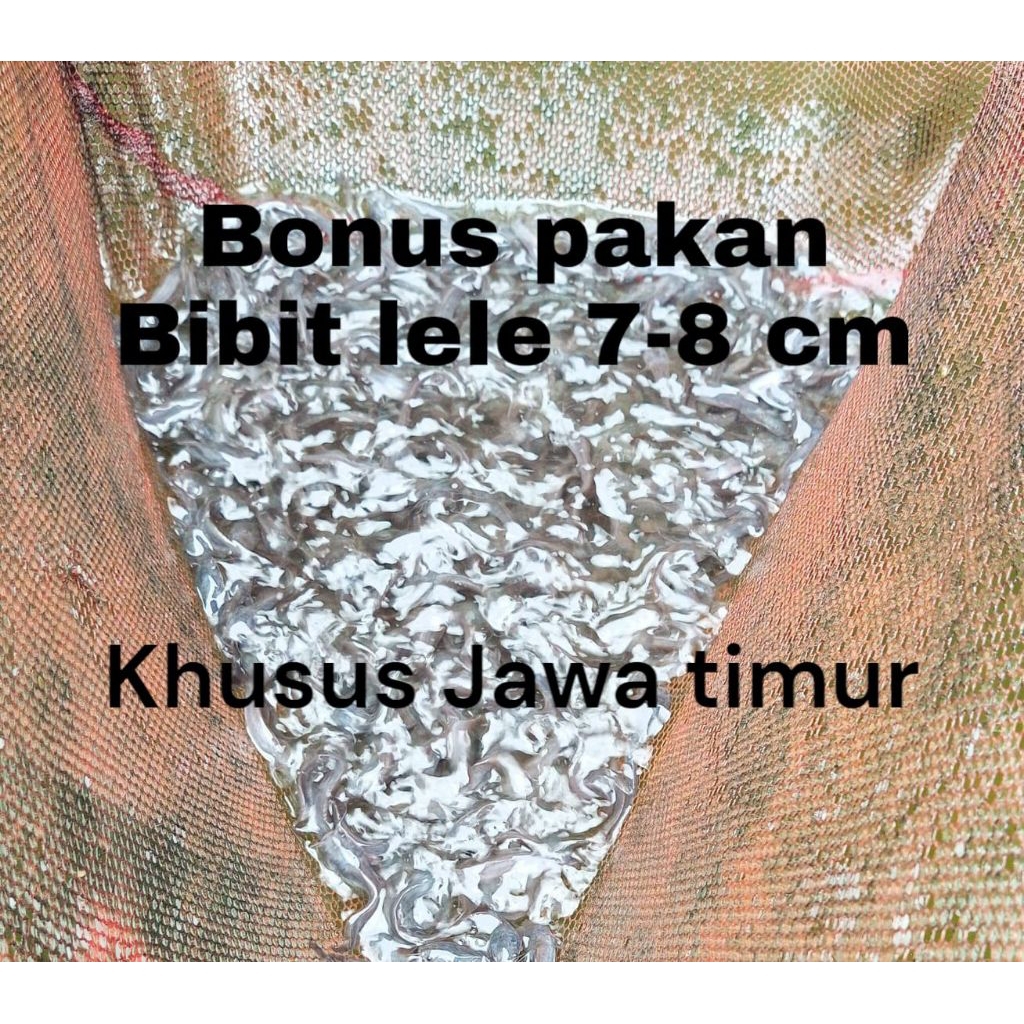 bonus pakan bibit lele 7-8 cm isi 25