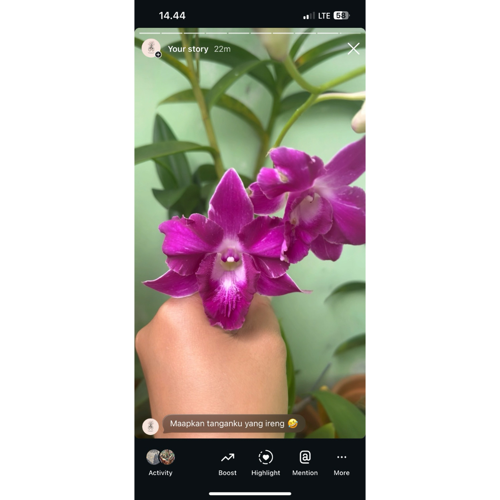 Dendrobium Doraemon Pink