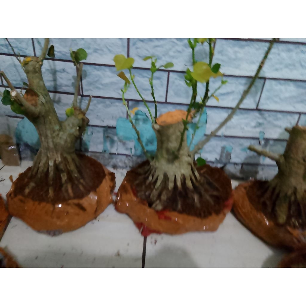 bahan bonsai prokar waru taiwan