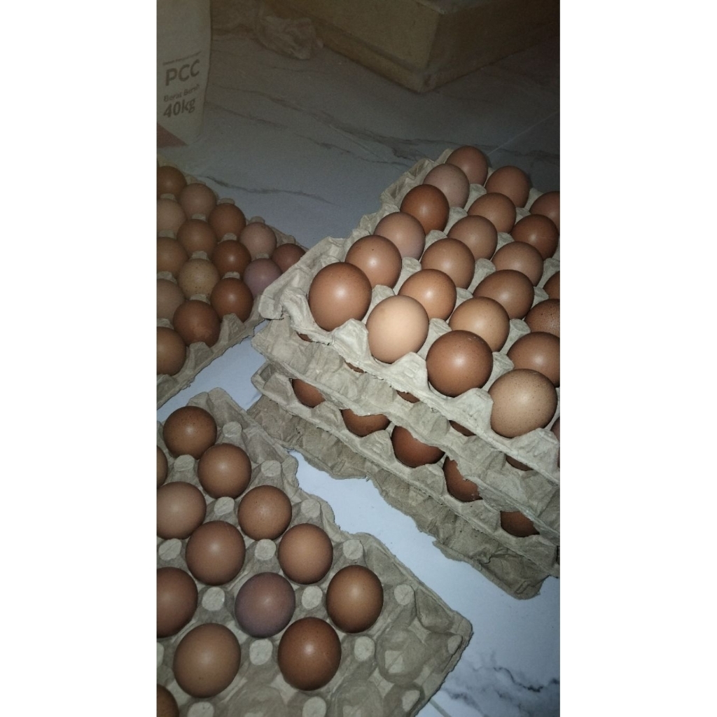 

Telur ayam negeri/eropa fresh 1 papan (30 butir)