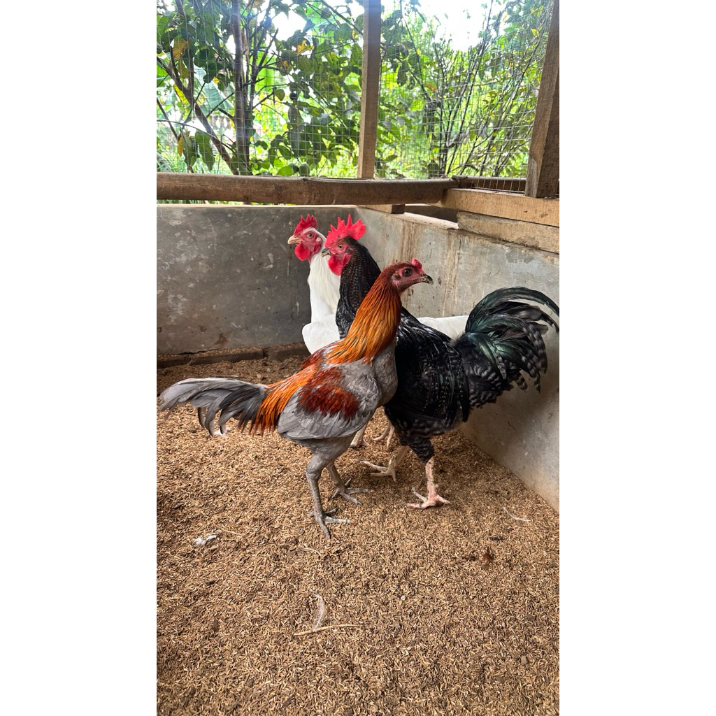 Pejantan KUB 2 Janaka