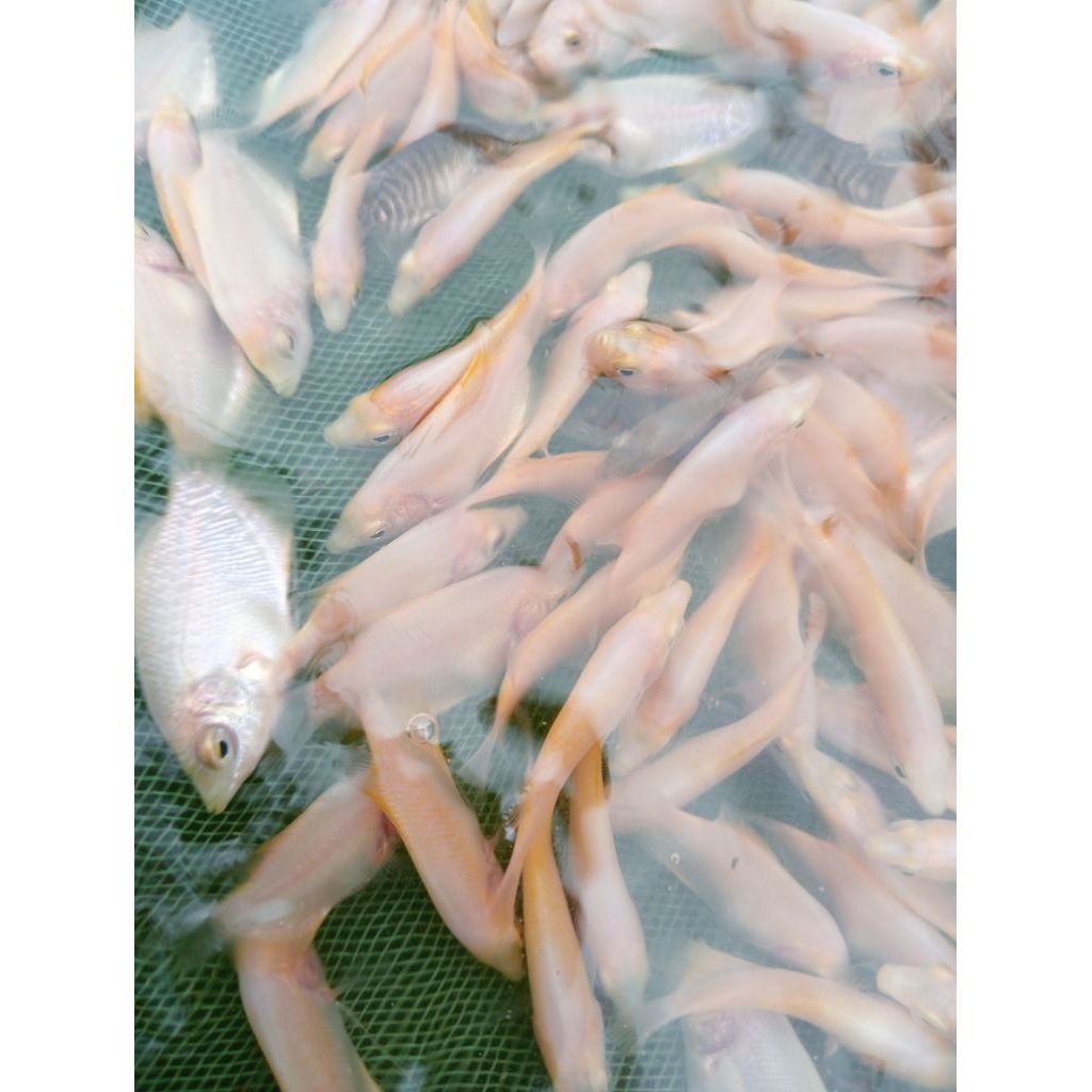 gurame padang jempol 20 ekor