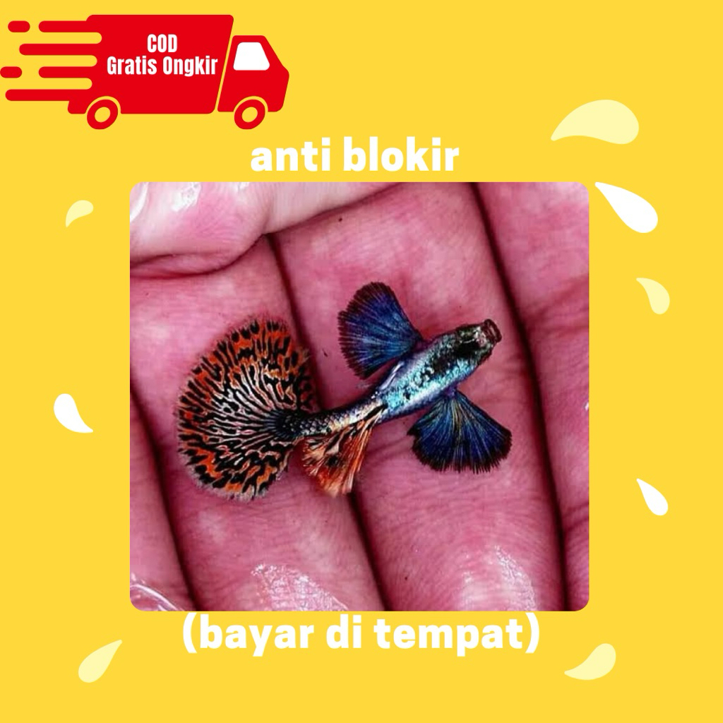 pembersih kaca guppy prembe sepasang siap brol bergaransi