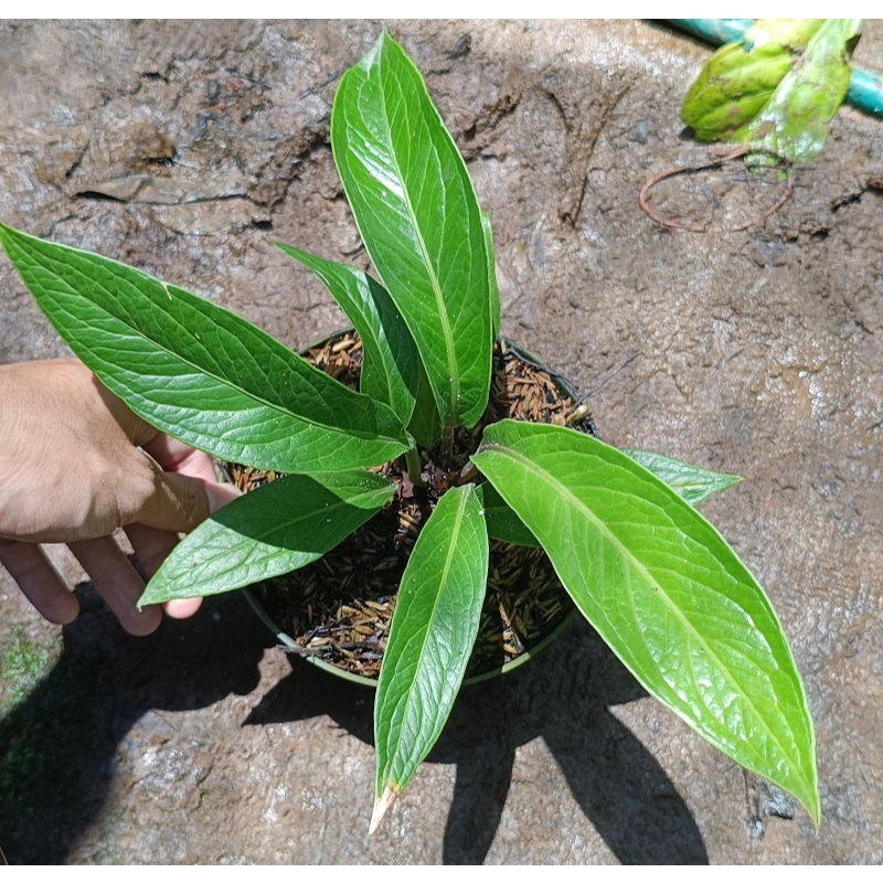 Anthurium Jemani Tanduk 45 Hijau Dari Trah Variegata / Varigata Kode M - Tanaman Hias Anthurium Jenm