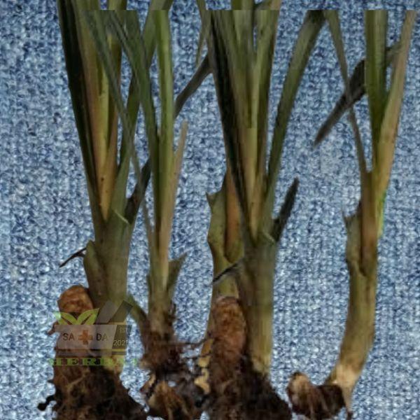 Bibit Nanas Pagar/ Nanas Buaya/ Nanas Sabrang Per Bibit