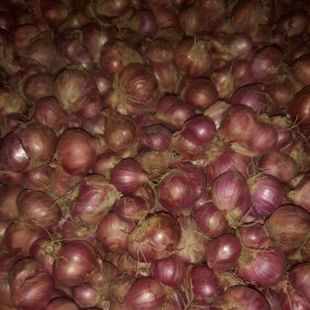 Bawang Merah Bima 1kg