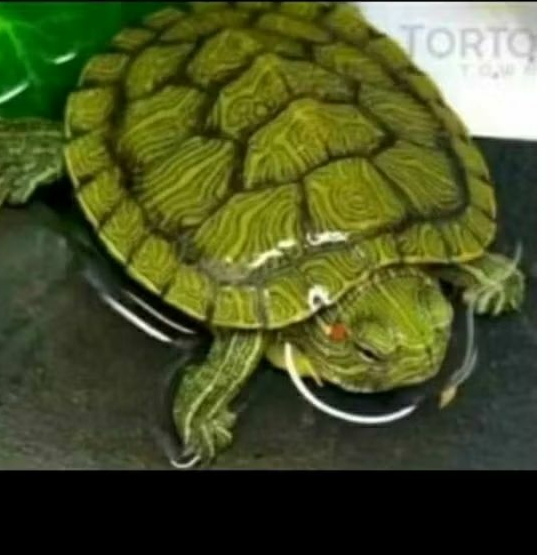 pakan kura kura dan kura kura kura brazil size 4-5cm..jaminan hidup shat lincah