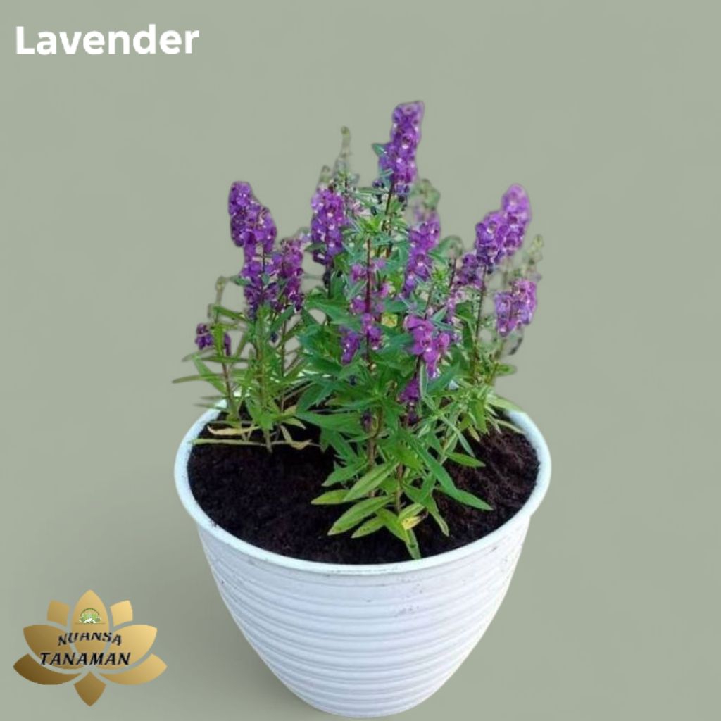 Tanaman Lavender Pengusir Nyamuk/Pohon Pengusir Nyamuk/Pohon Lavender