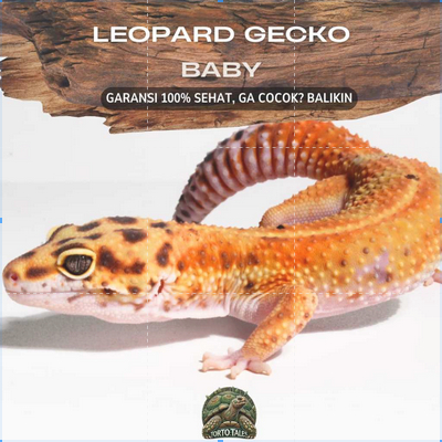PELET MAKAN GECKO BABY JUVE DATA LENGKAP NO MINUS SEHAT KUAT