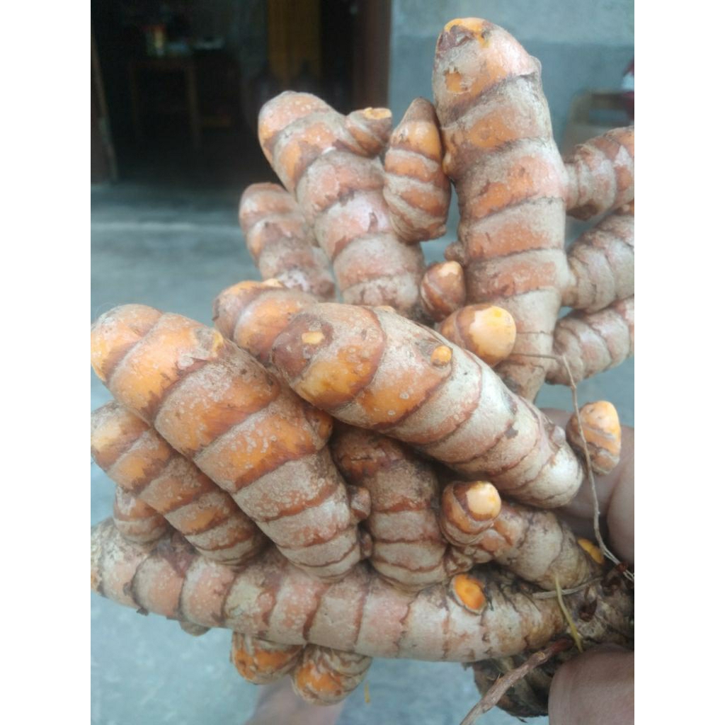 

kunir jumbo organik asli tanpa kimia harga 9000/250,gr