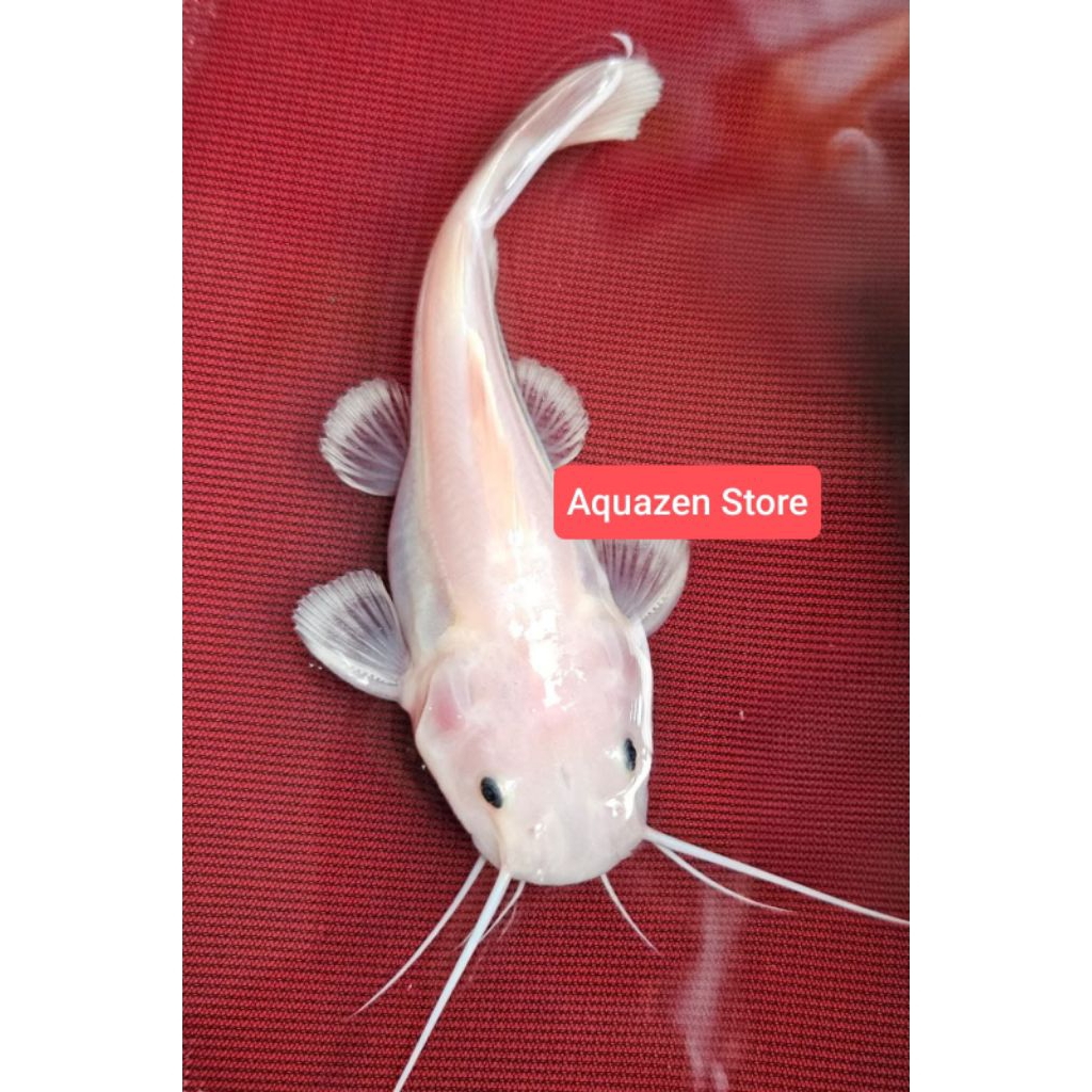 Hiasan Aquarium RTC Phantom 20-23cm / Red Tail Catfish Phantom / RTC Xanthic