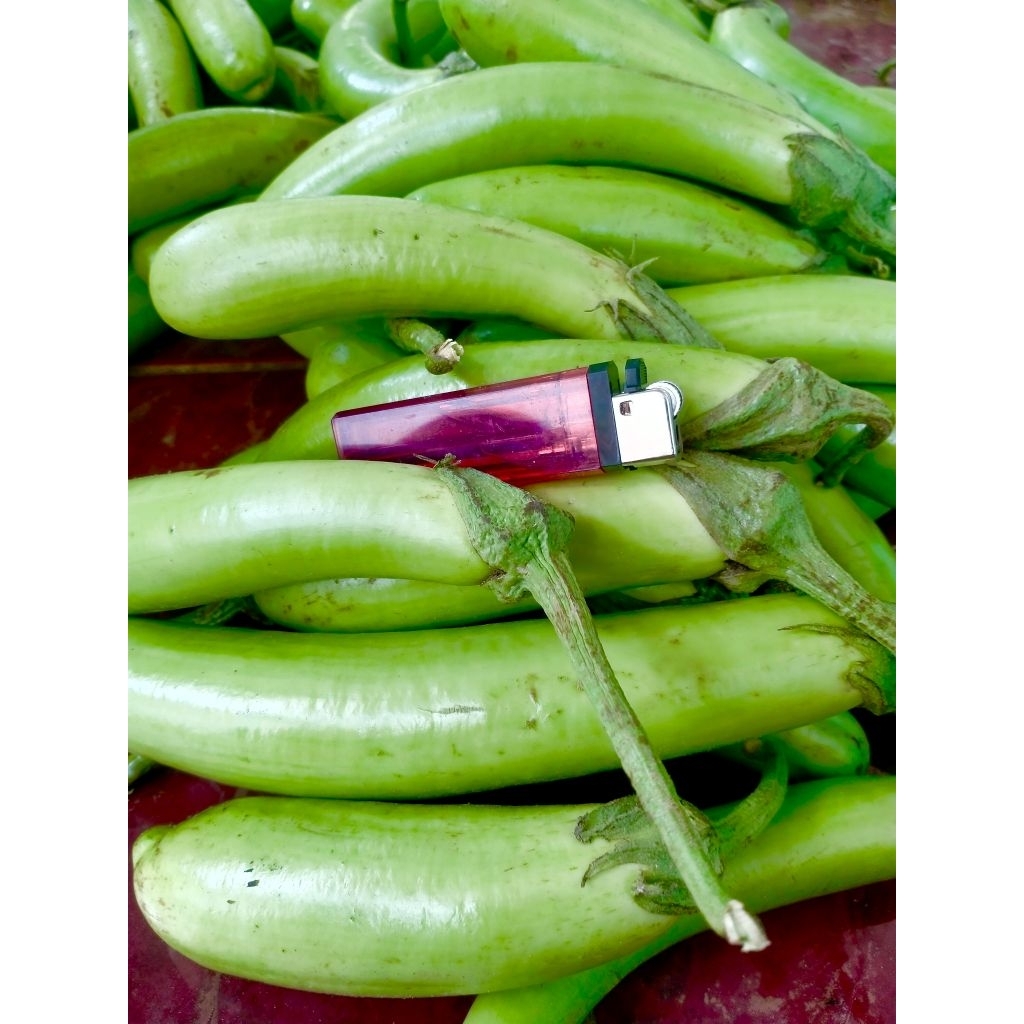 

Sayur Terong hijau 1kilo