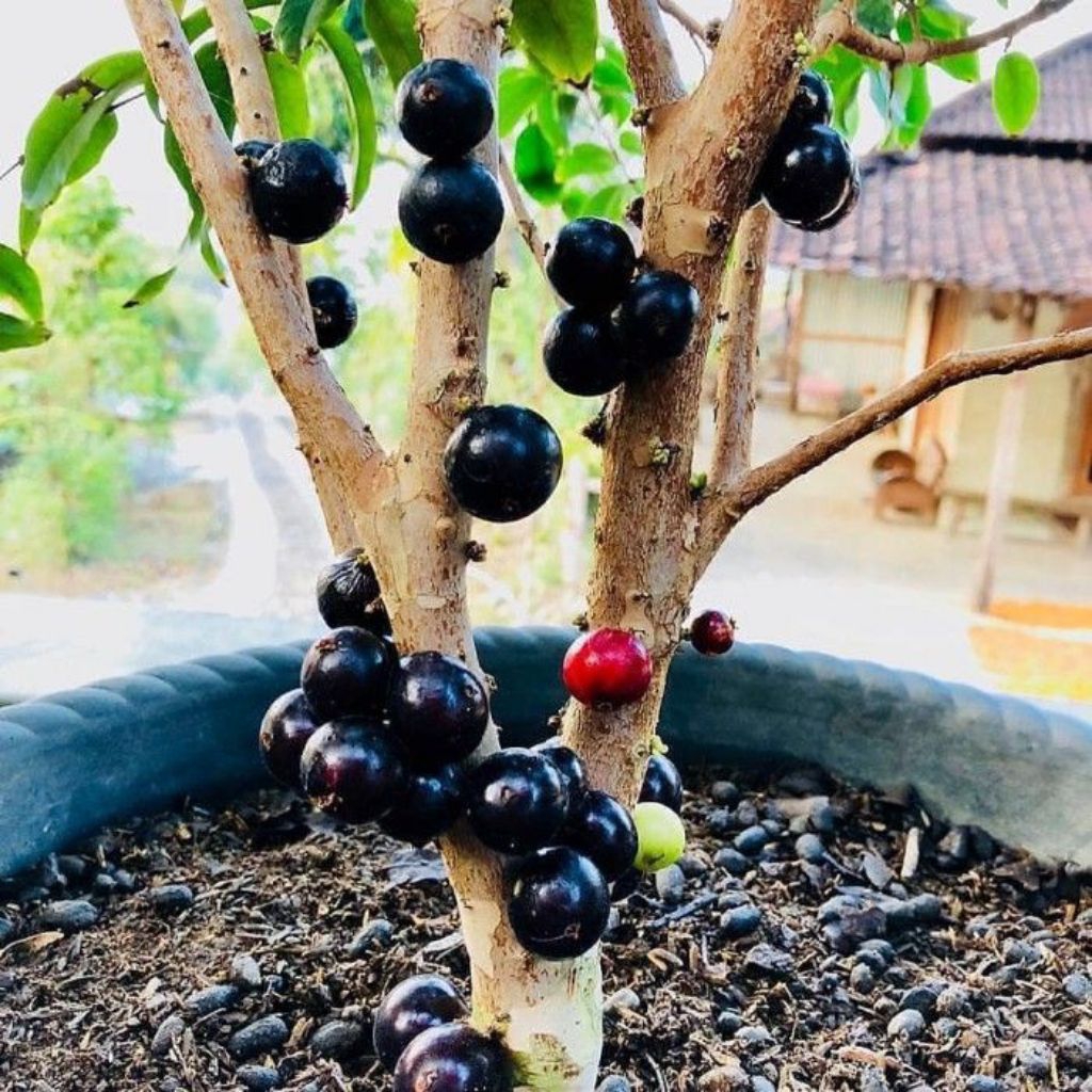 Tanaman Hias Pohon Anggur Brazil Siap Berbuah/Pohon Anggur Brazil Rimbun Siap Tanam