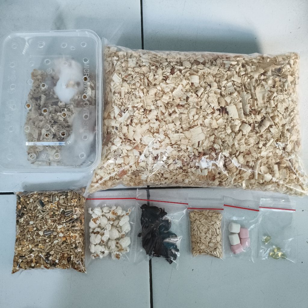 Hamster Syrian PAKET HEMAT Hamster Jinak Sehat Gembul Dan Lincah Termurah