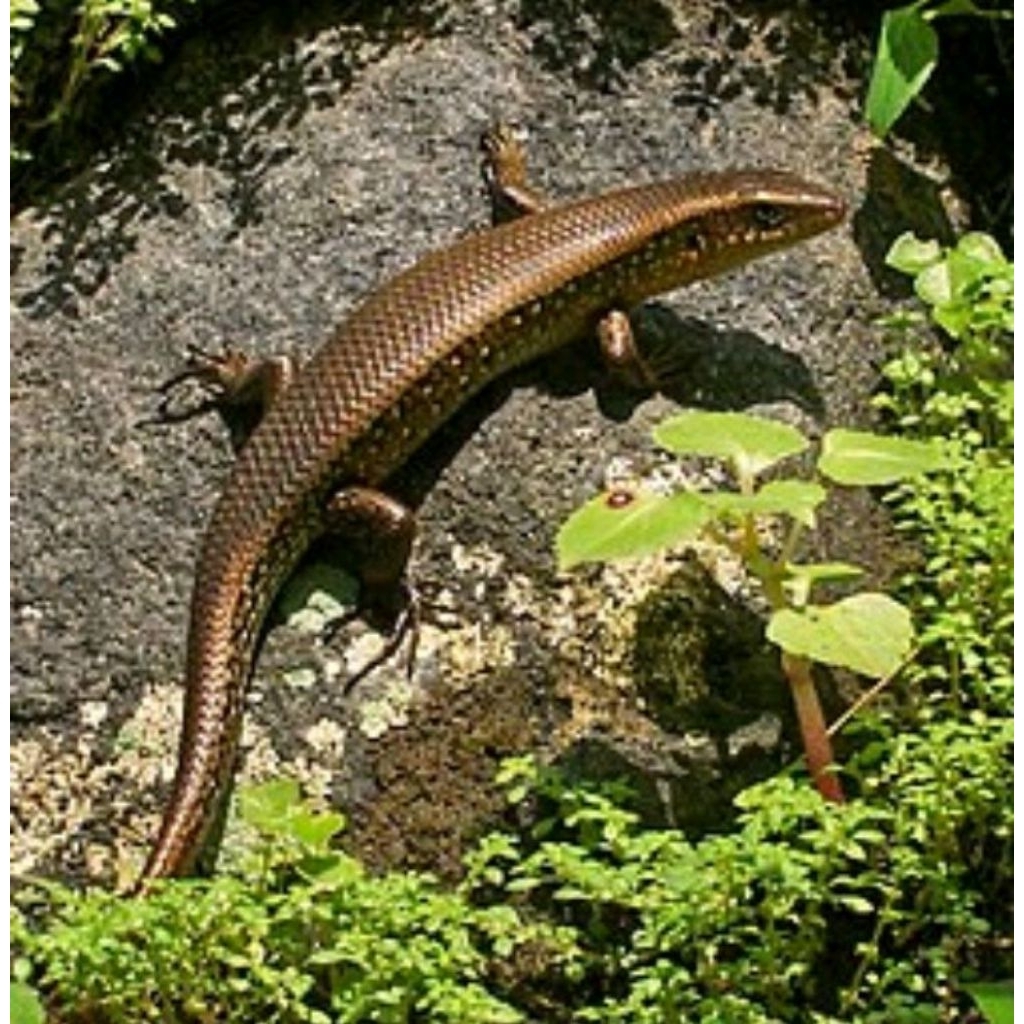 mainan kadal kebun kebun