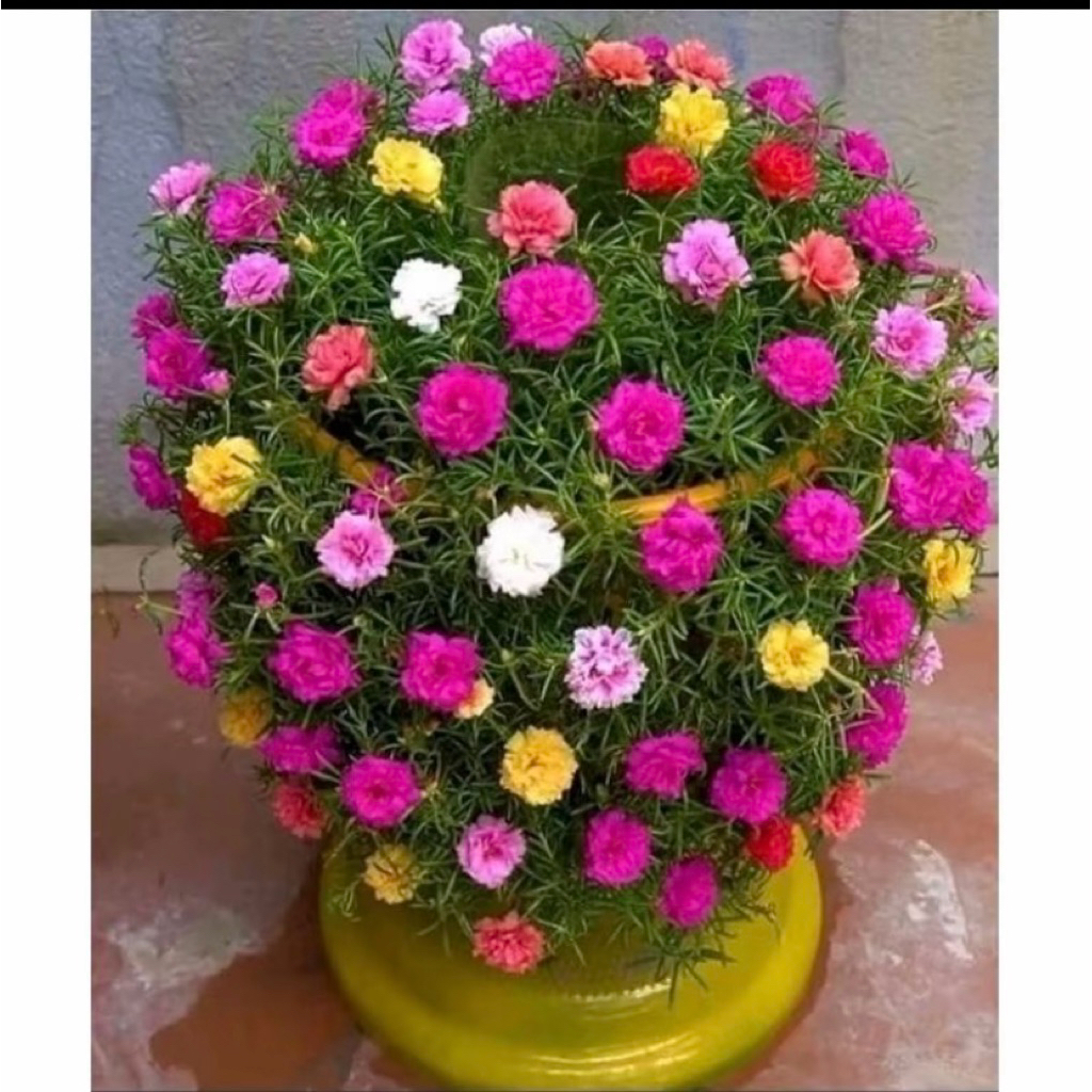 bunga krokot warna warni