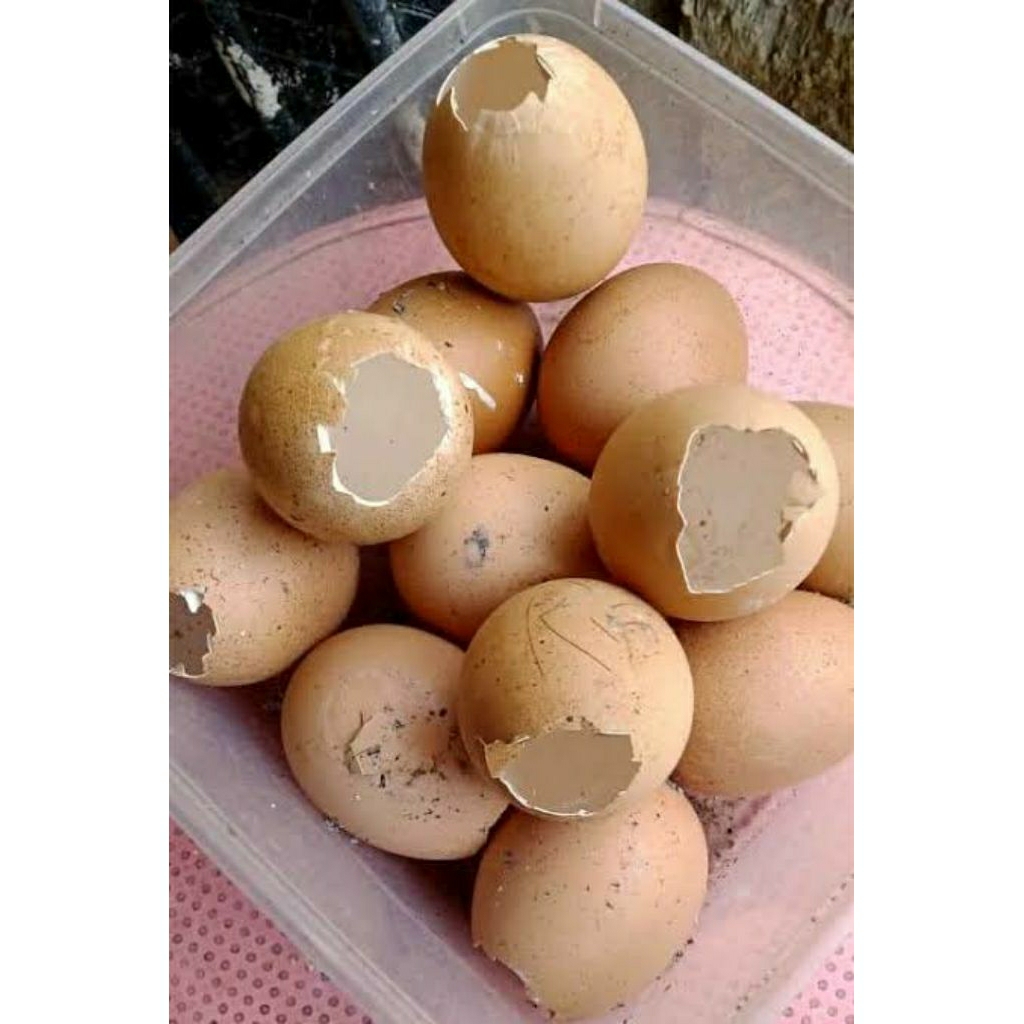 

CANGKANG TELUR AYAM 1 KG