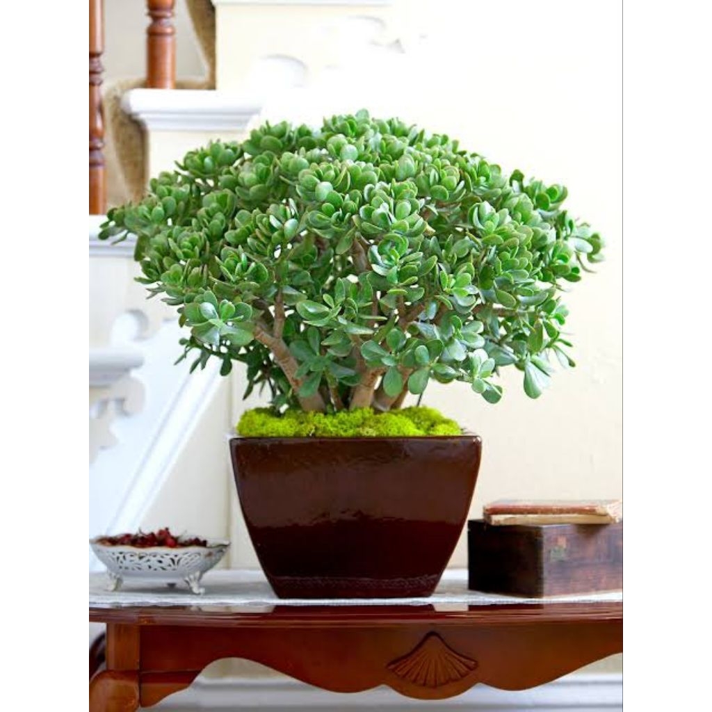 Tanaman Hias Jade Plant / Tanaman Giok - Crassula Ovata - Bahan Bonsai BATANG JUMBO