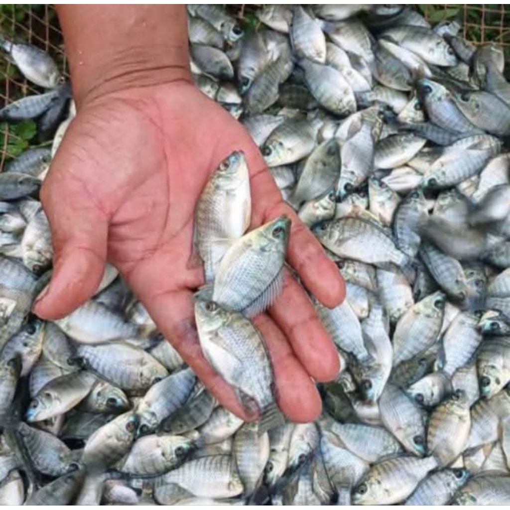 bibit ikan nila hitam kiloan (perkilo)