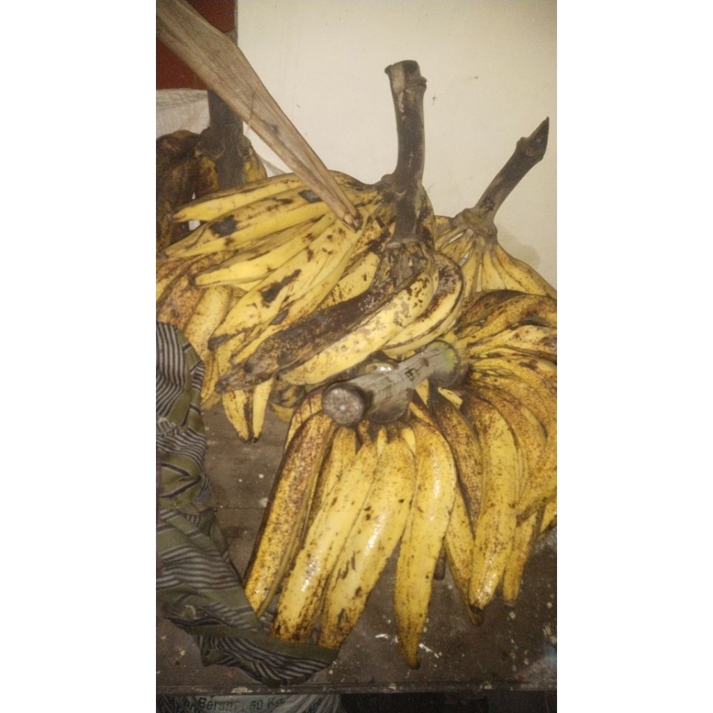 5kg Pisang tanduk madu super Jumbo asli Temanggung