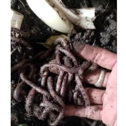 Cacing Kalung Kebo Hidup 1 KG