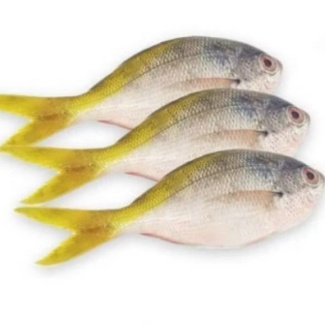 

Ikan ekor kuning (1kg) 4-7 ekor