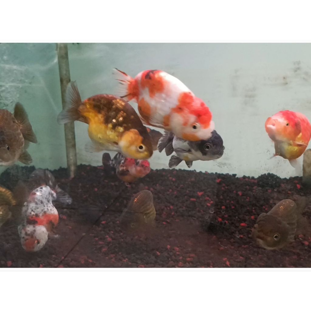 RANCHU SAPI XL