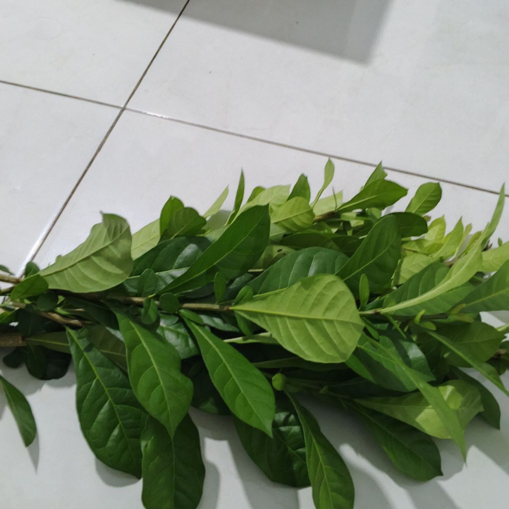 

daun berenuk obat herbal 200 pcs fresh