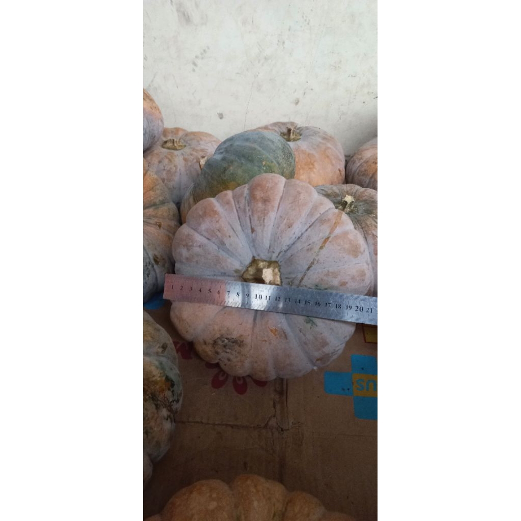 Waluh waloh labu jenis suprema ketan