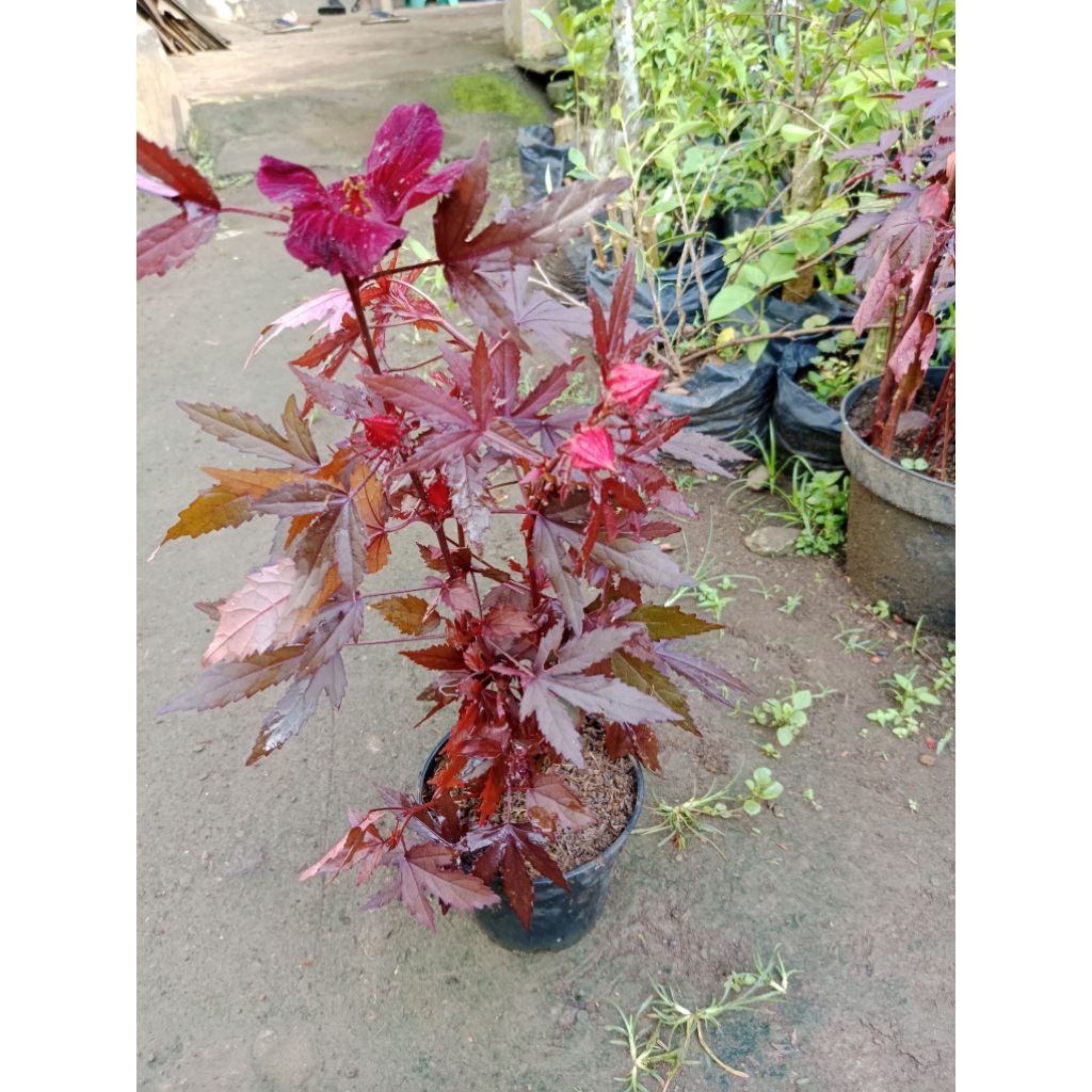 red panama tanaman hias