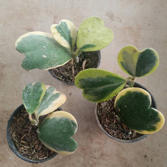 Tanaman Hias Hoya Love Variegata| Hoya Hearts