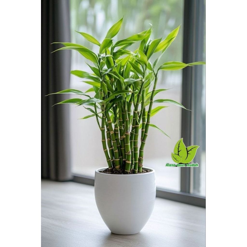 bambu hoki daun plus pot keramik