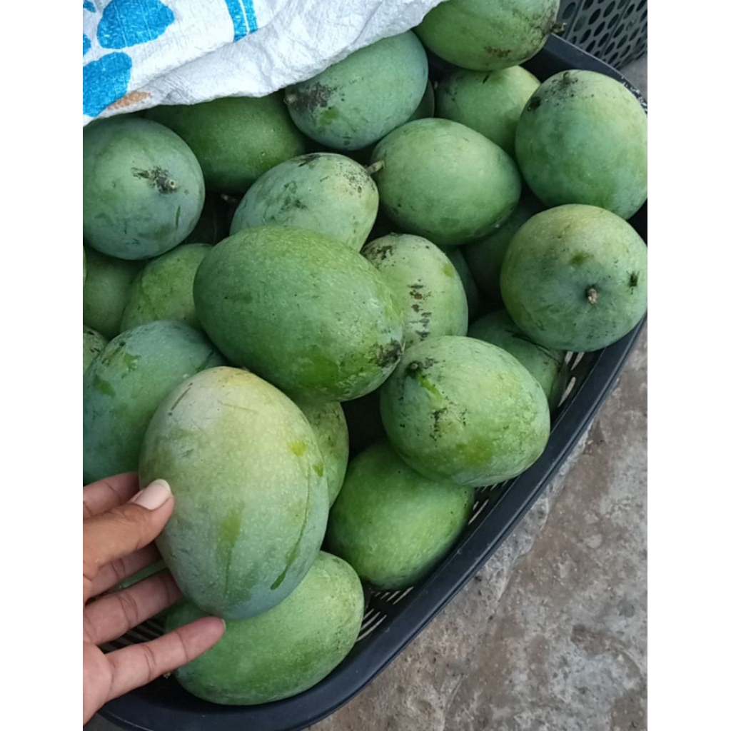 mangga madu manalagi
